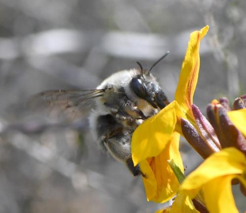 Anthophora sp.